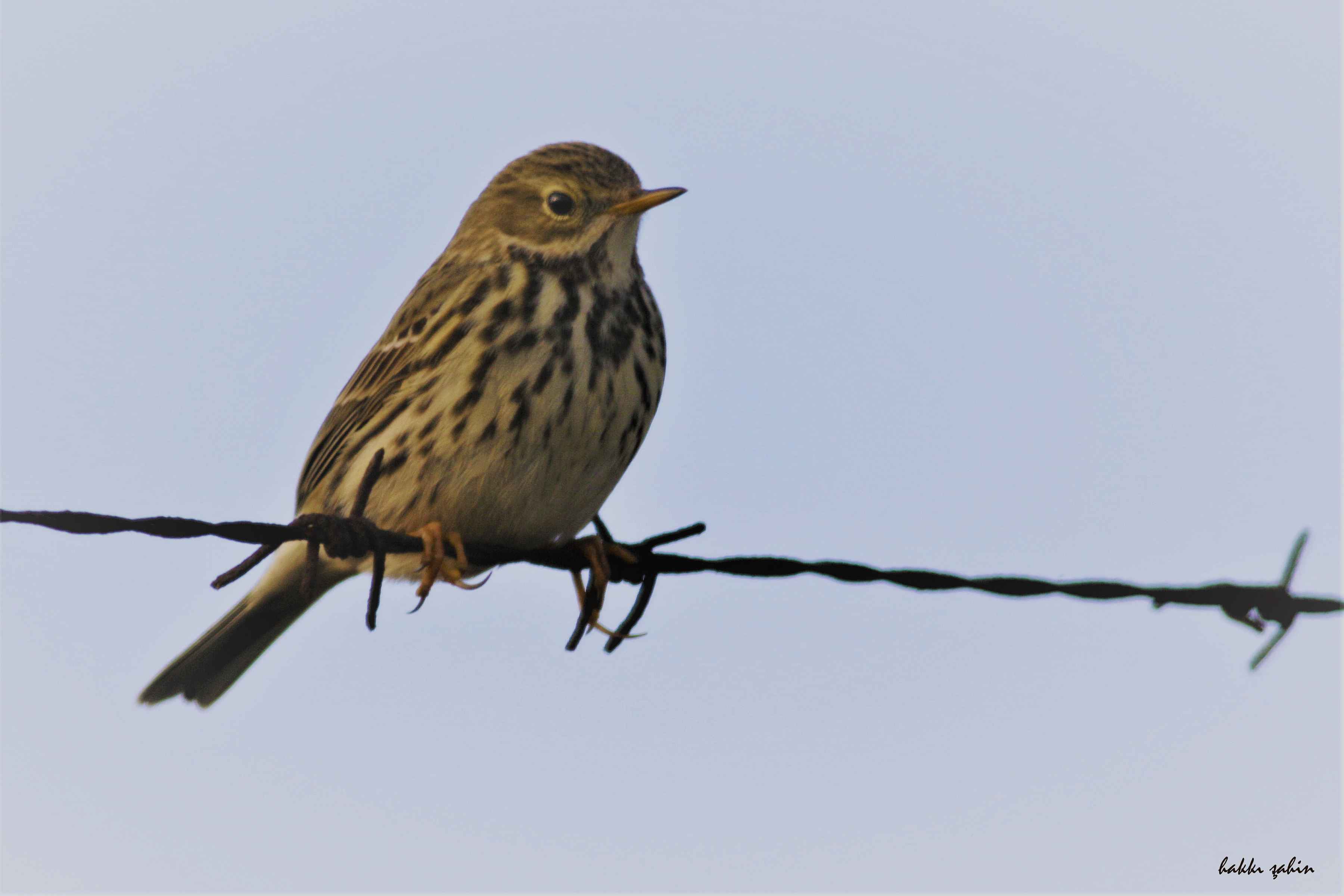 Meadow Pipit